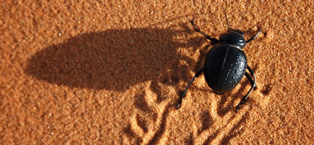 Ein Nebeltrinker-Käfer aus der Familie der Schwarzkäfer krabbelt durch Sand und hinterläßt Spuren