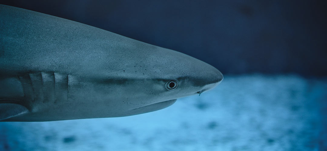 Kopf eines Hai unter Wasser schaut von links ins Bild und ist bis zu den Kiemen zu sehen